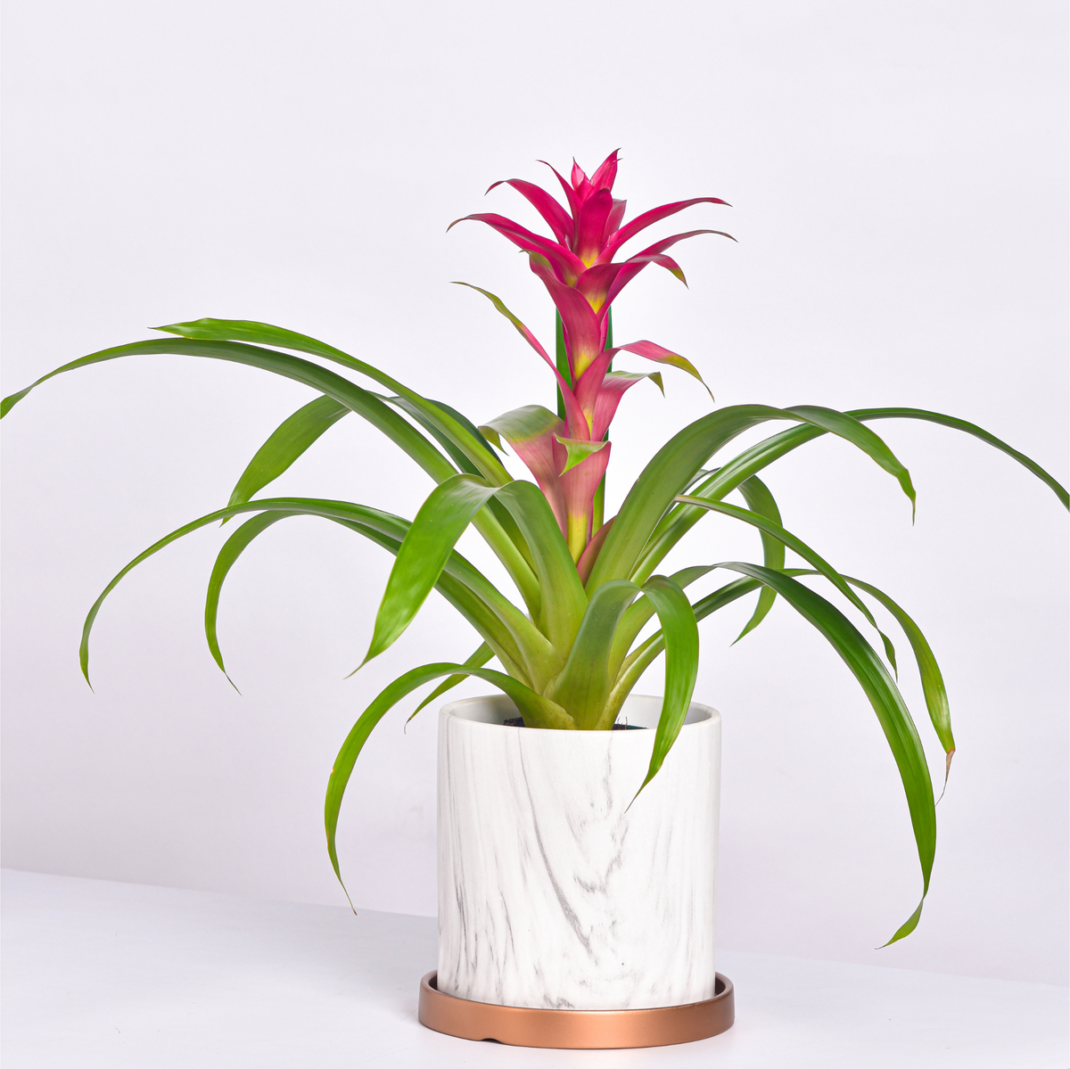 Guzmania 'Viola' Pink Bromeliad