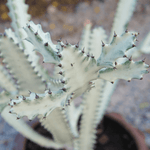 Euphorbia Lactea White Ghost Albo Succulent Plant Verdant Lyfe