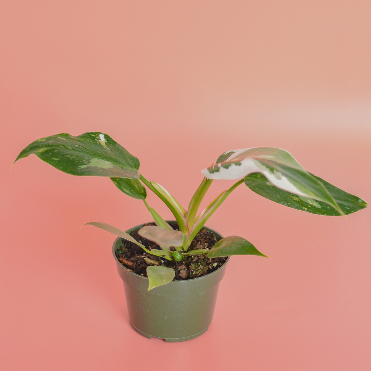 Philodendron 'White Princess'