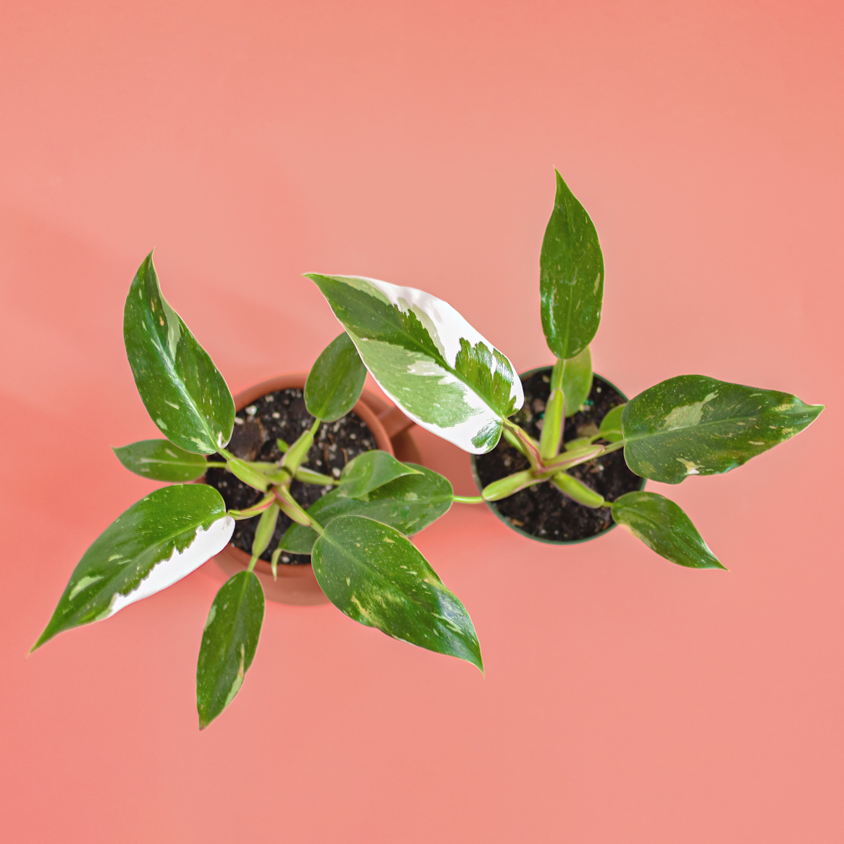 Philodendron 'White Princess'