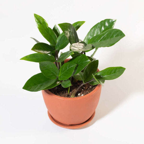zanzibar indoor plant Zanzibar Gem Green ZZ Plant Marie Terracotta