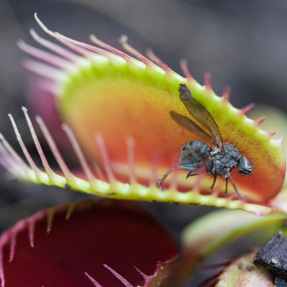Green Venus Flytrap Carnivorous Plant