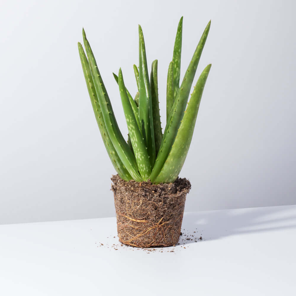 Vera Indoor or Outdoor Easy Live Plant – Lyfe