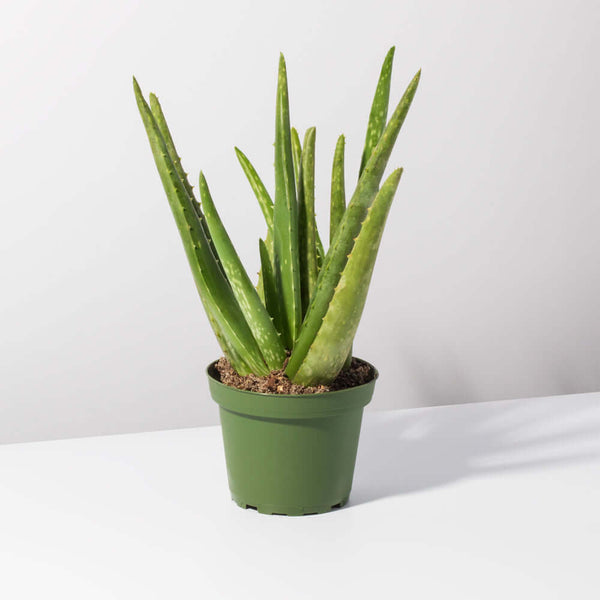 decorative aloe vera plant Aloe Vera Plant Nursery 4"