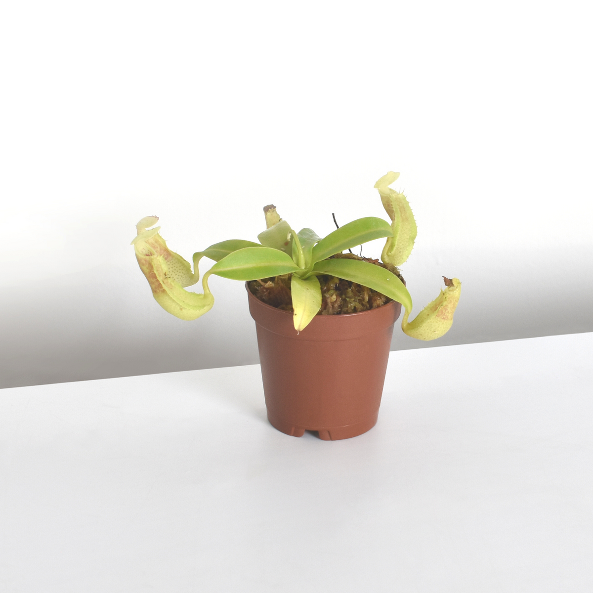 Tropical Pitcher Nepenthes Sanguinea