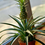 Mini Pineapple Plant 'Tiny Treasure' Ananas 'nanus' Ornamental Verdant Lyfe