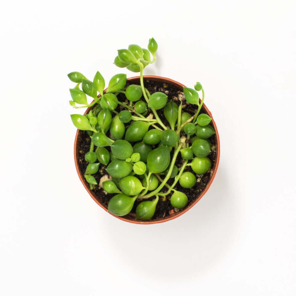 String of Pearls Senecio Rowleyanus Regular Trailing Plant Verdant Lyfe