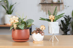 Showing Appreciation with the Gift of a Plant | Corporate Gifting