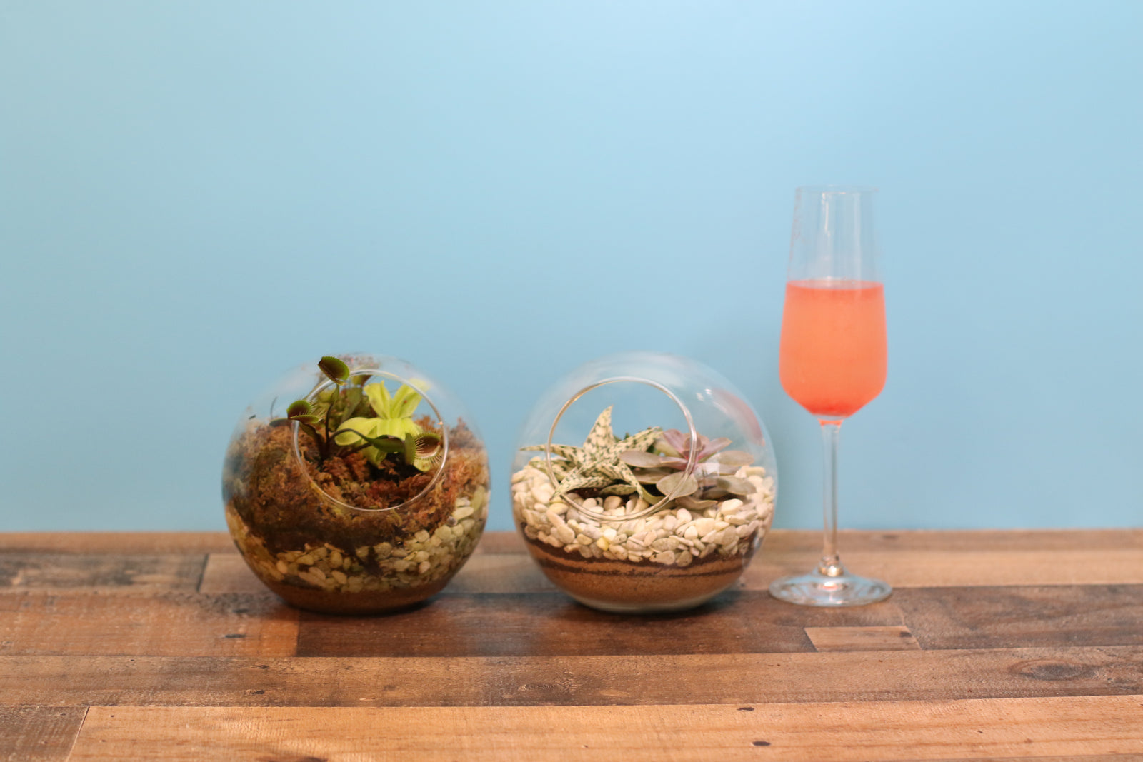 The Magic of Terrariums: Build Your Own Lush Mini World