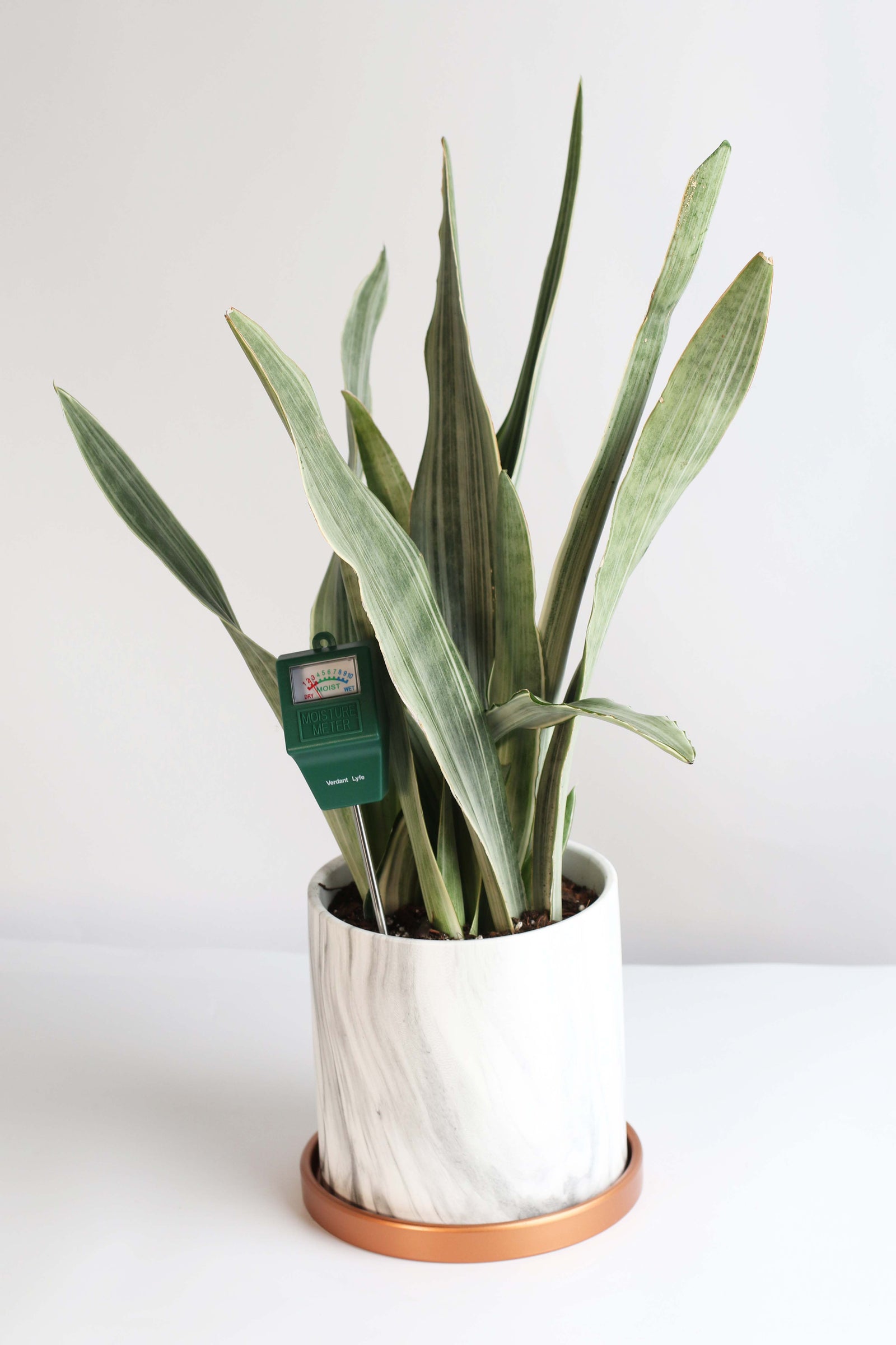 Don't Be Fooled: Master Your Watering Game!