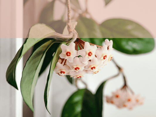 Caring for Your Hoya Plants | Successfully getting Blooming Hoyas