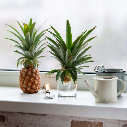 Golden Pineapple (Ananas comosus) | Your Care Guide to Indoor Tropical Plant.