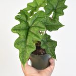 The Enchanting Alocasia Jacklyn | A Tropical Marvel for Your Home