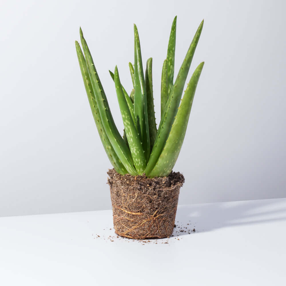 7 Reasons Why You Need Aloe Vera in Your Home or Office!