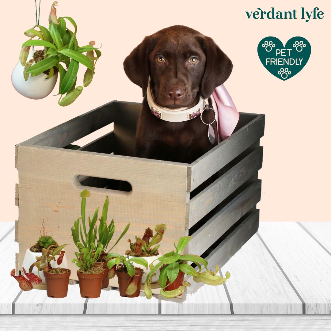 Pet-Friendly Plants: Keeping Your Furry Friends Safe and Your Home Green