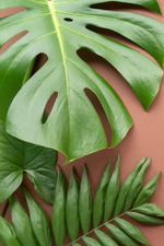 Philodendrons vs Monsteras | What's the difference between these two common houseplants?