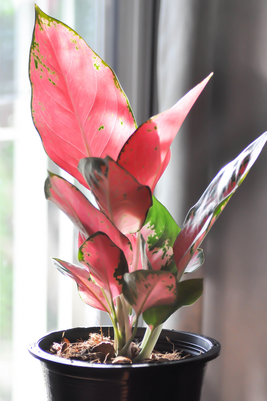 Aglaonema "Wishes" | A Unique Pink Plant
