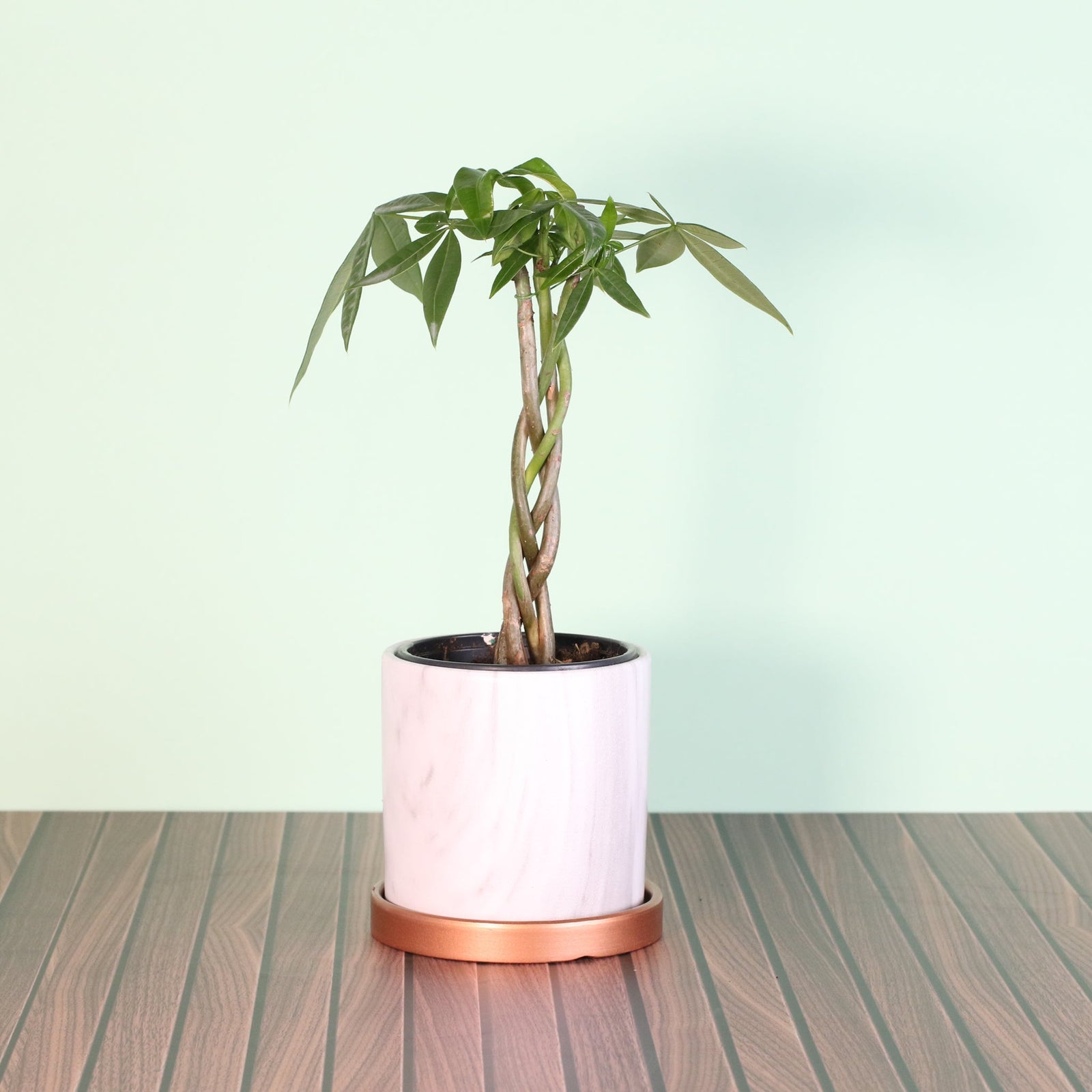 Braided Money Tree Care: Troubleshooting Yellow Leaves, Drooping, and Other Common Problems