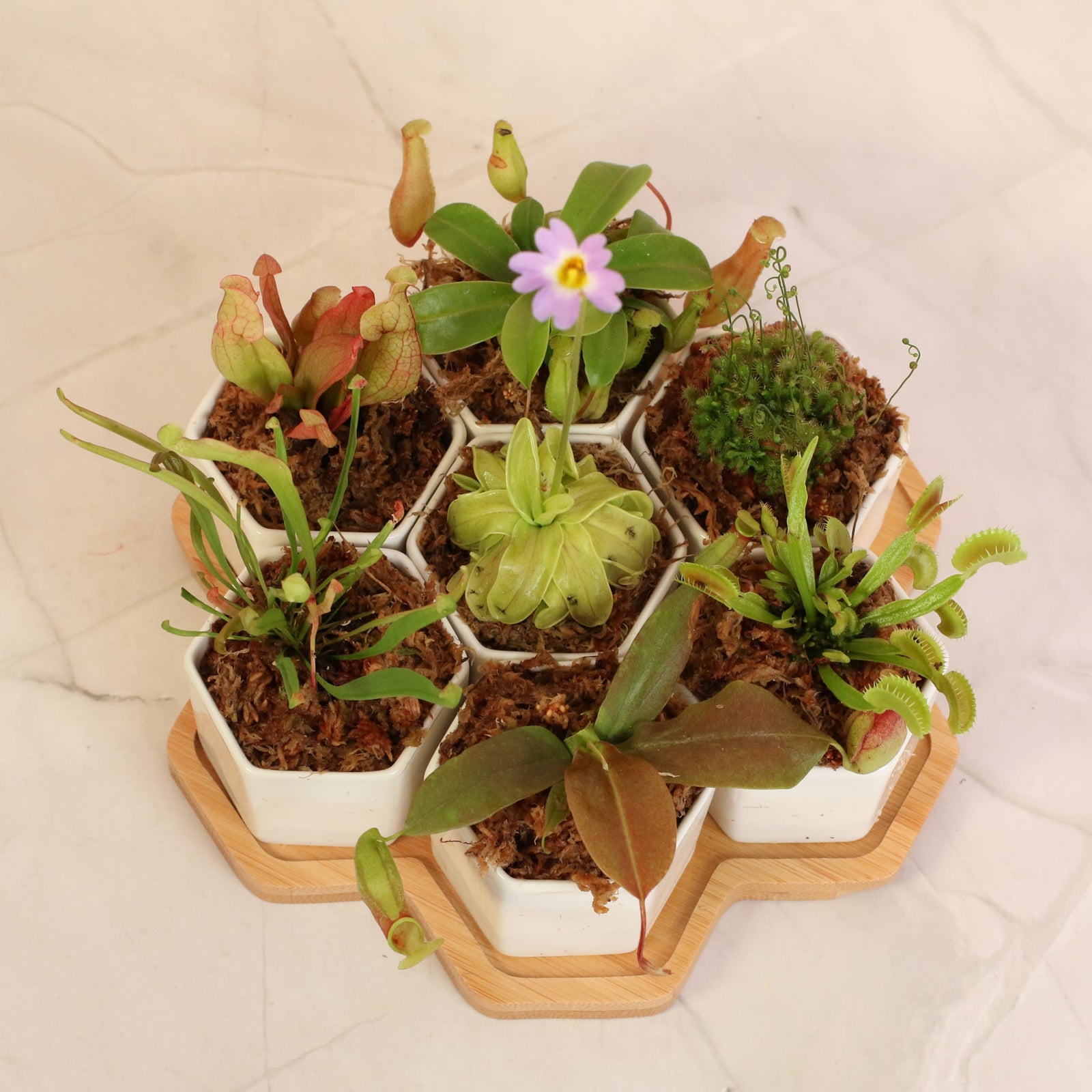 Carnivorous Plants as Home Decor: How to Style Pitcher Plants, Sundews, and Venus Fly Traps Like a Botanical Gallery