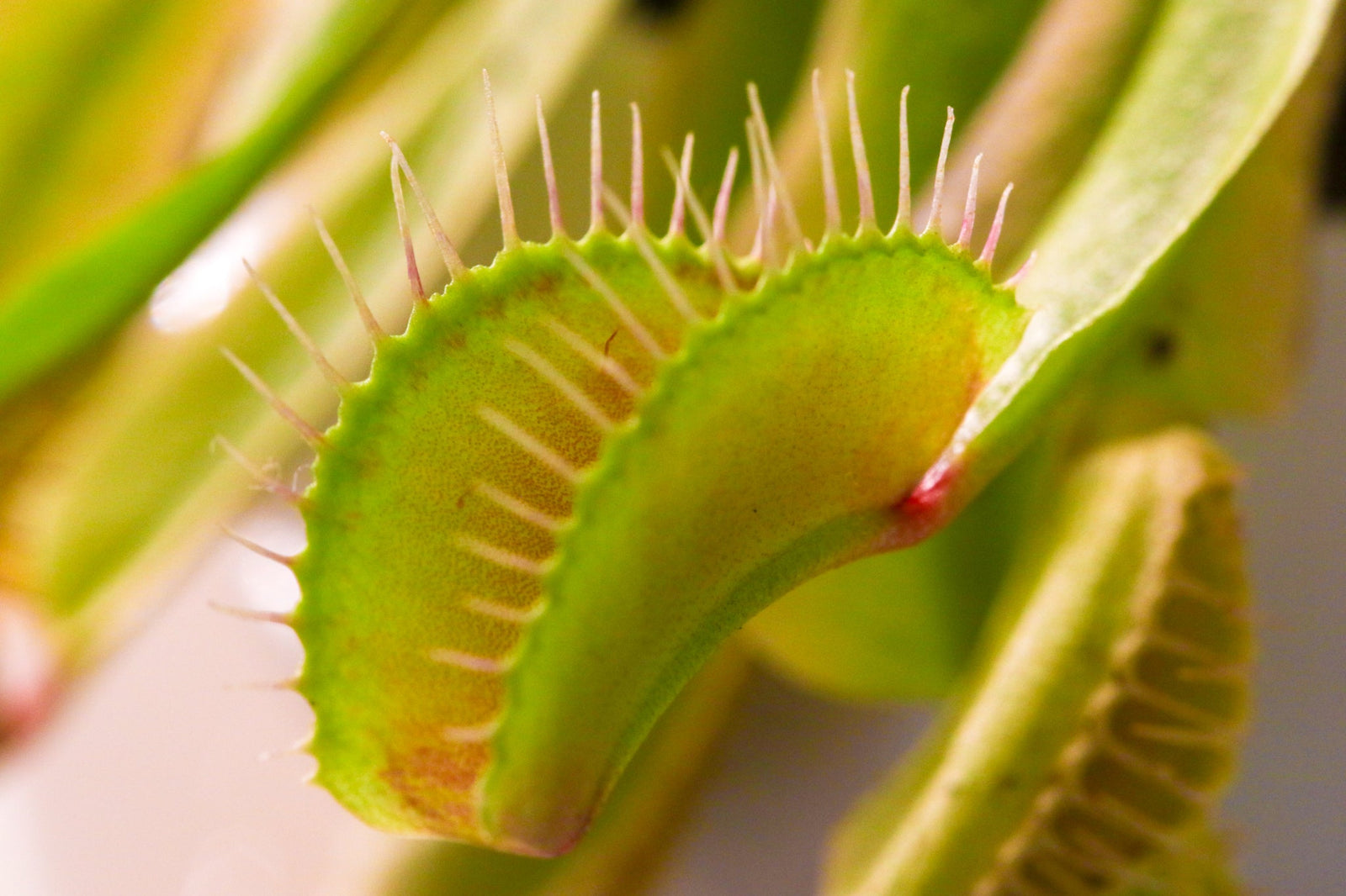 Why Is My Venus Fly Trap Turning Black? A Troubleshooting Guide for Carnivorous Plant Owners
