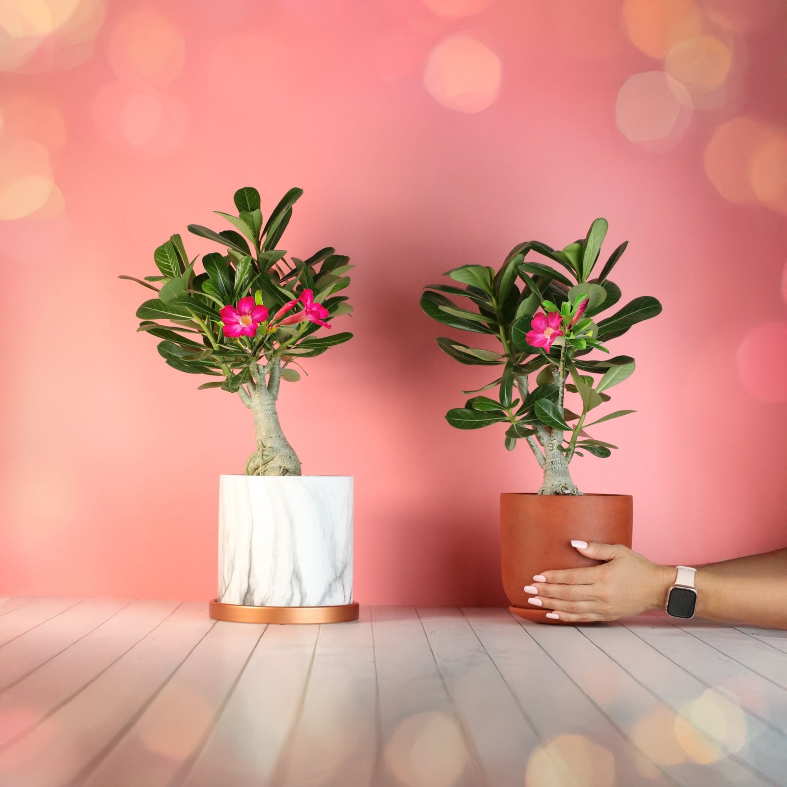 Desert Rose: The Blooming Bonsai of Good Fortune