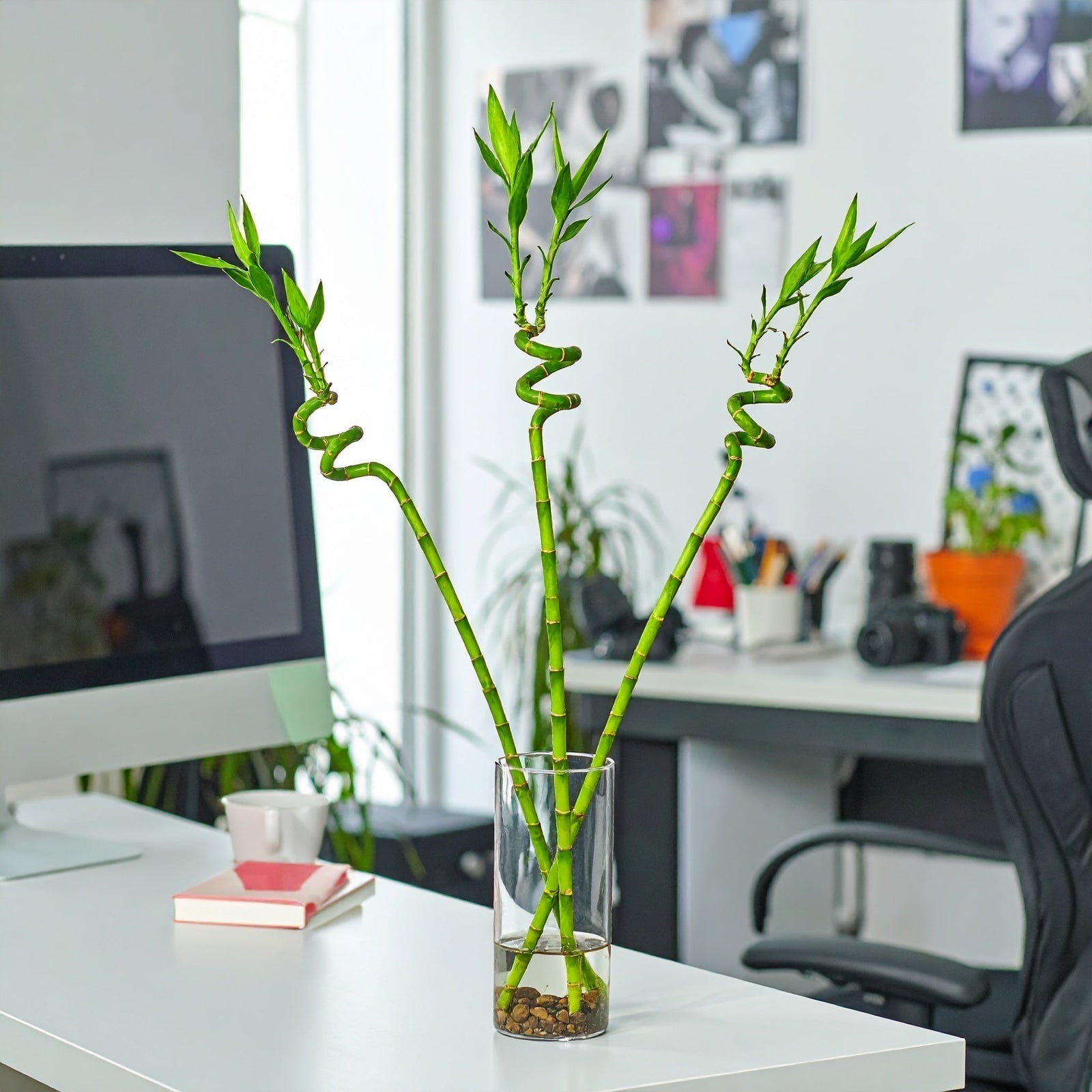 7 Ways Lucky Plants Can Improve Your Home Energy