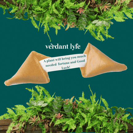 Bring Fortune Home with the Lucky Plant Collection - Verdant Lyfe