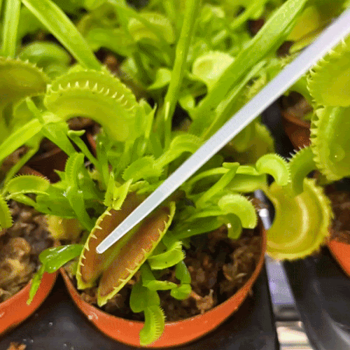 Venus Flytrap | Your Care Guide to this Indoor Carnivorous Plant.