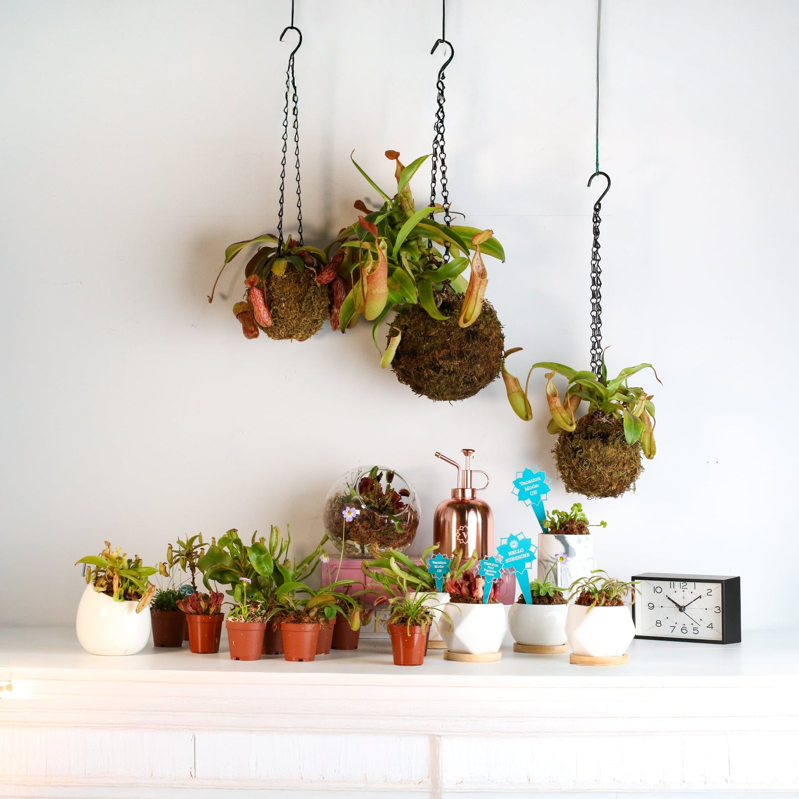 Enjoy Summer More, Thanks to Your Carnivorous Plants!