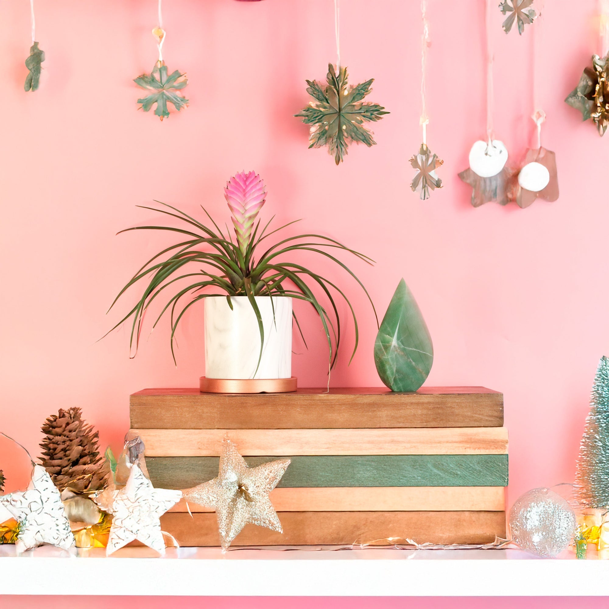 Black Friday Shopping: Your Complete Holiday Houseplant Shopping Guide