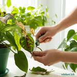 🌿 Prune Like a Pro: Essential Tips for Healthy, Thriving Plants ✂️🌱