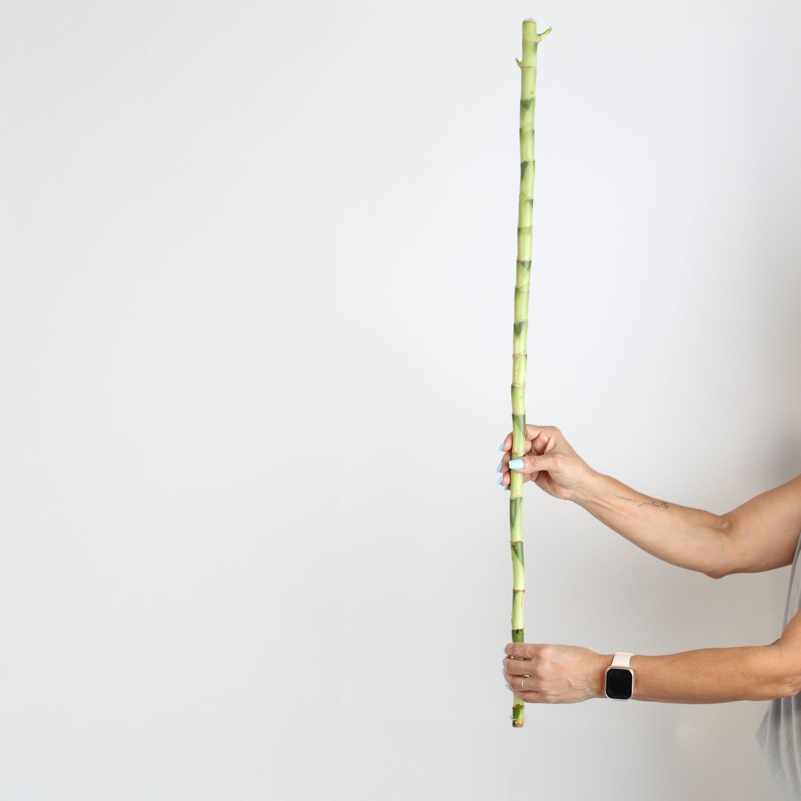 The Power of Numbers: Attracting Positive Energy with Lucky Bamboo