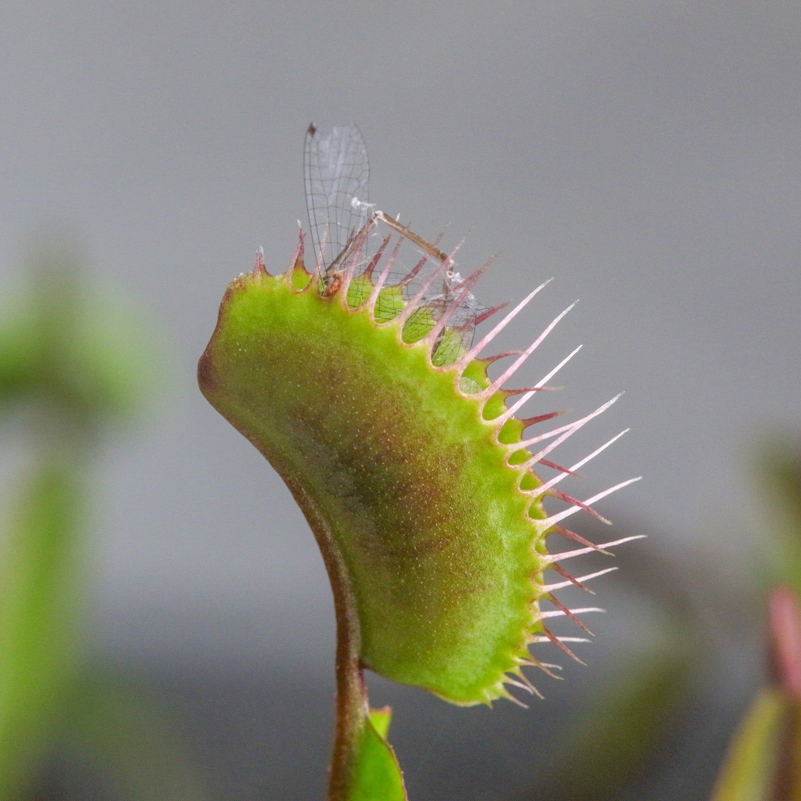 Carnivorous Plants that don't just survive, they hunt!