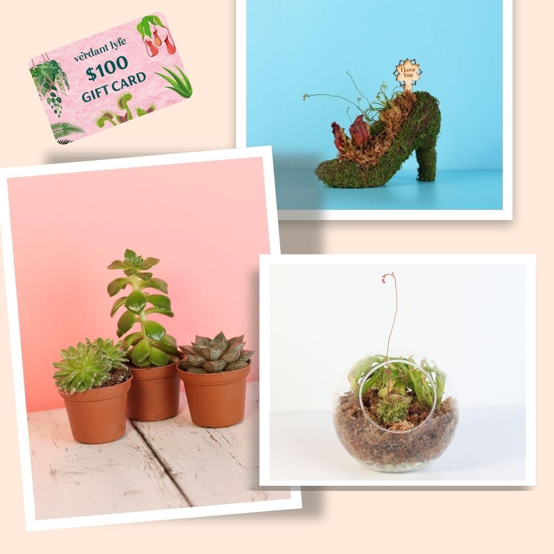 5 DIY Plant Gifts for Mom That She’ll Treasure