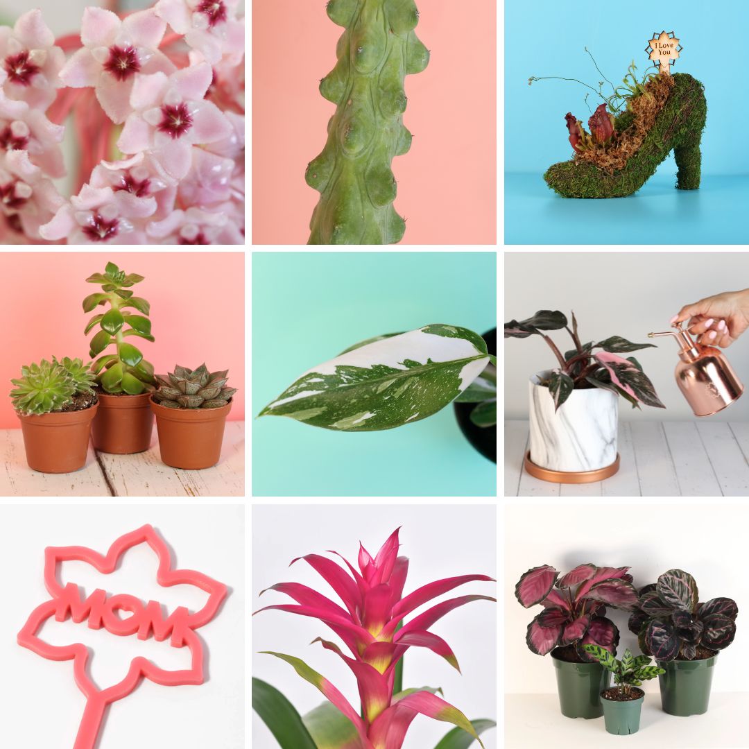 Mother’s Day Plant Gift Guide: Matching Plants to Mom’s Personality
