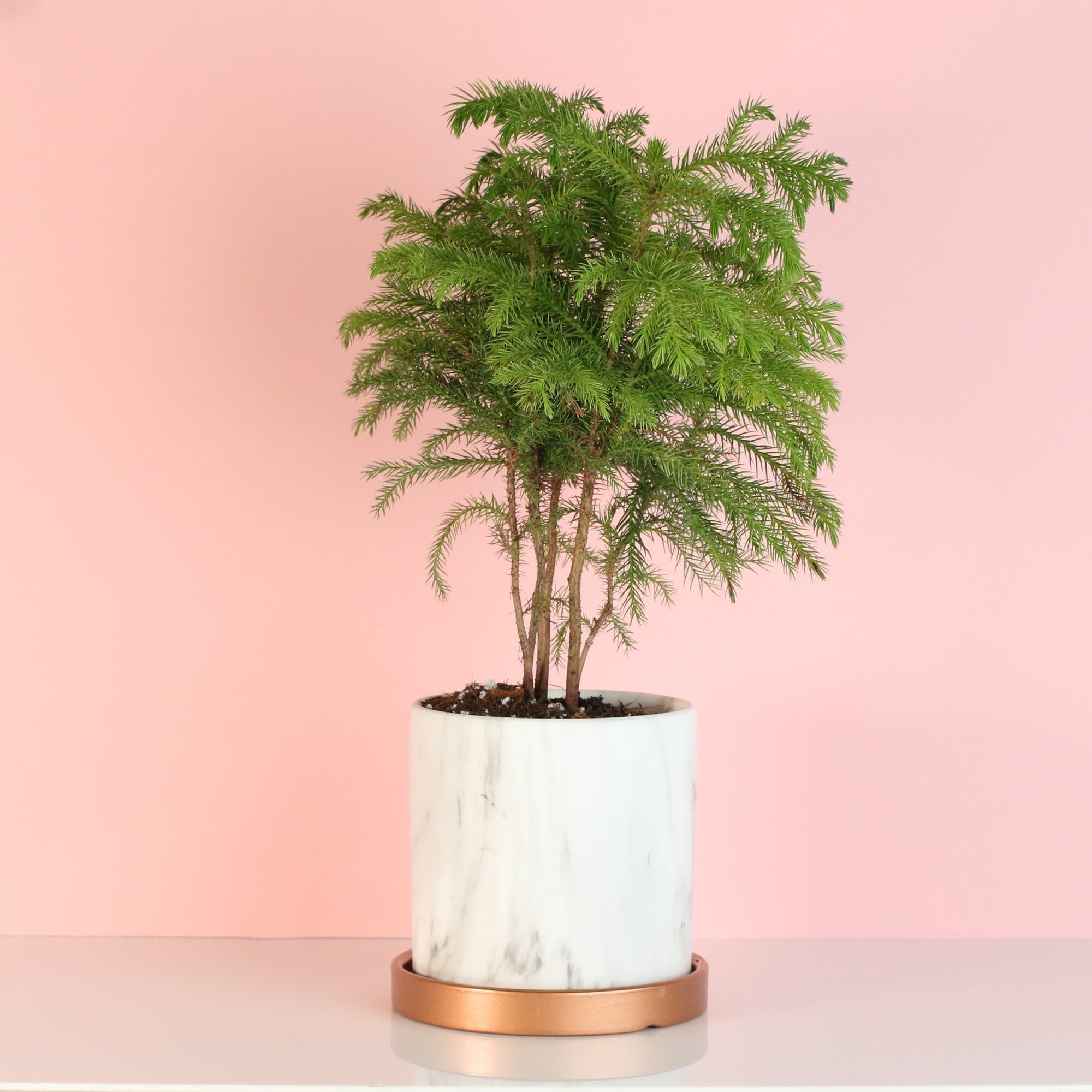 The Complete Norfolk Island Pine Care Guide