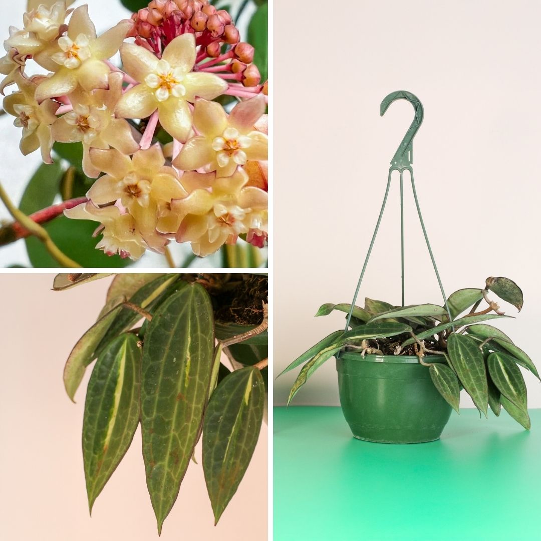 Meet the Hoya Pot of Gold: A Lucky Treasure for Your Plant Collection