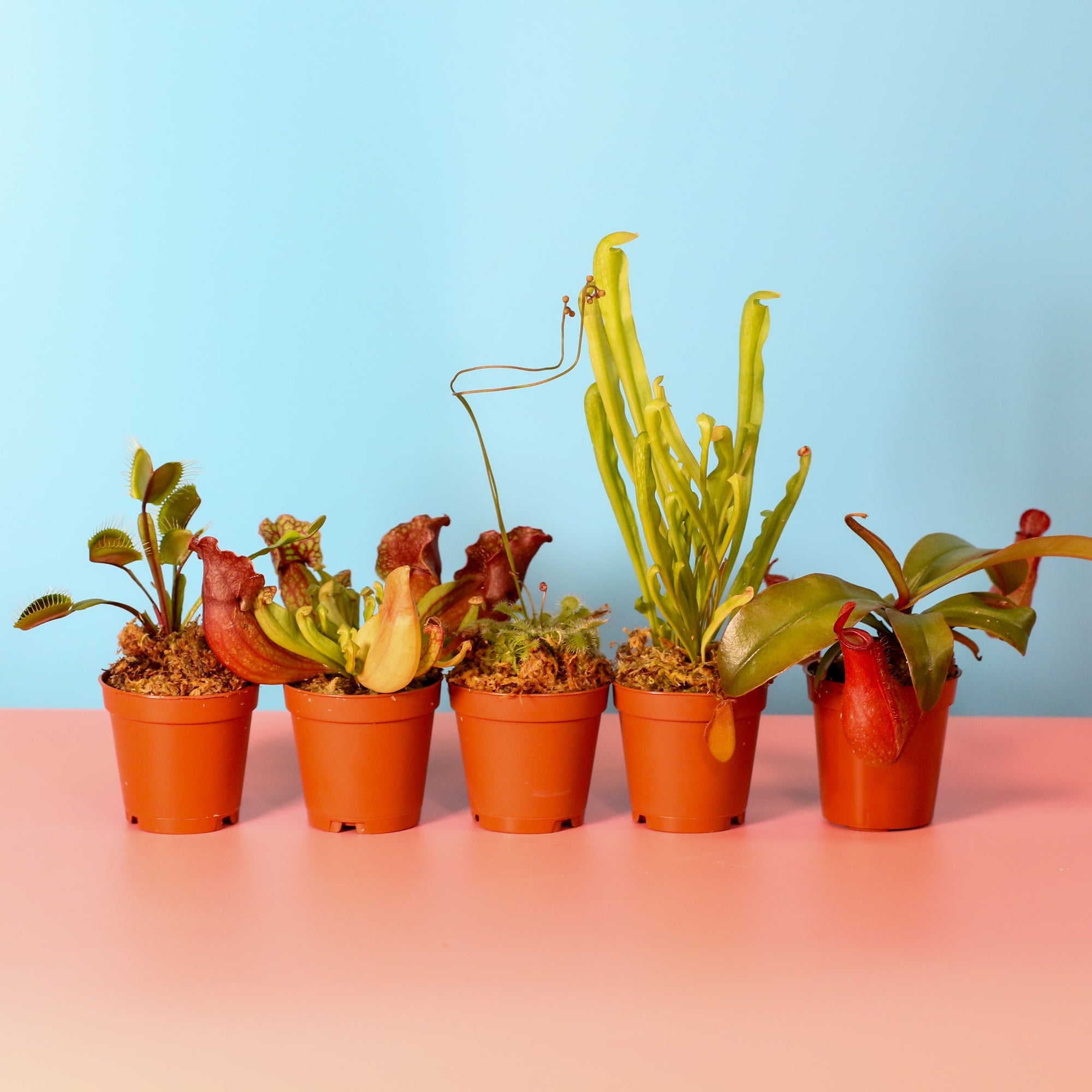 🌱 Grow Like a Pro: Your FREE Guide to Thriving Carnivorous Plants 📖