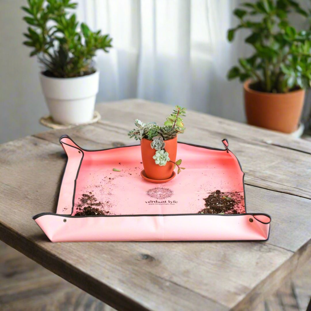 Repotting Services