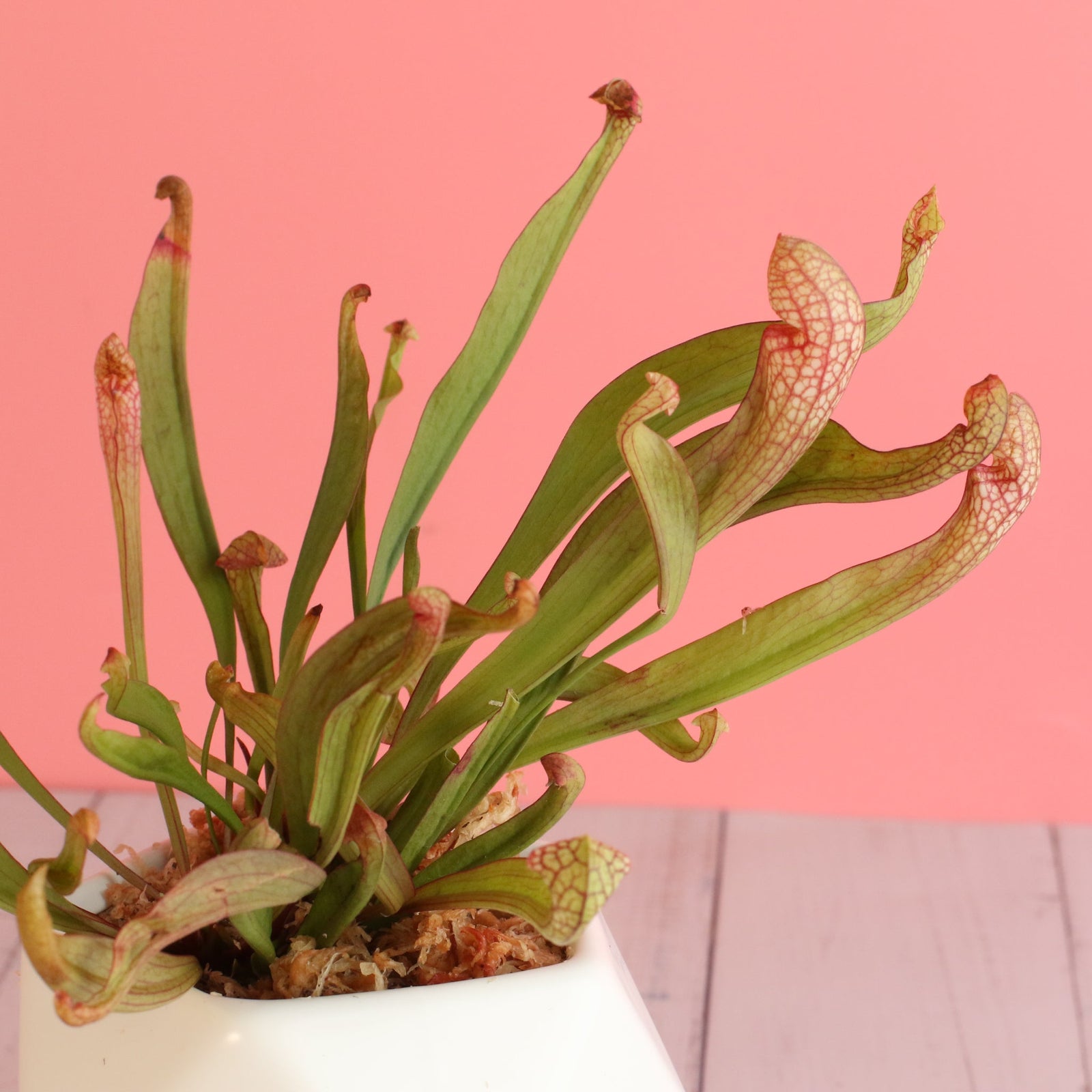Carnivorous Plants for Beginners: Your Complete First-Time Care Guide