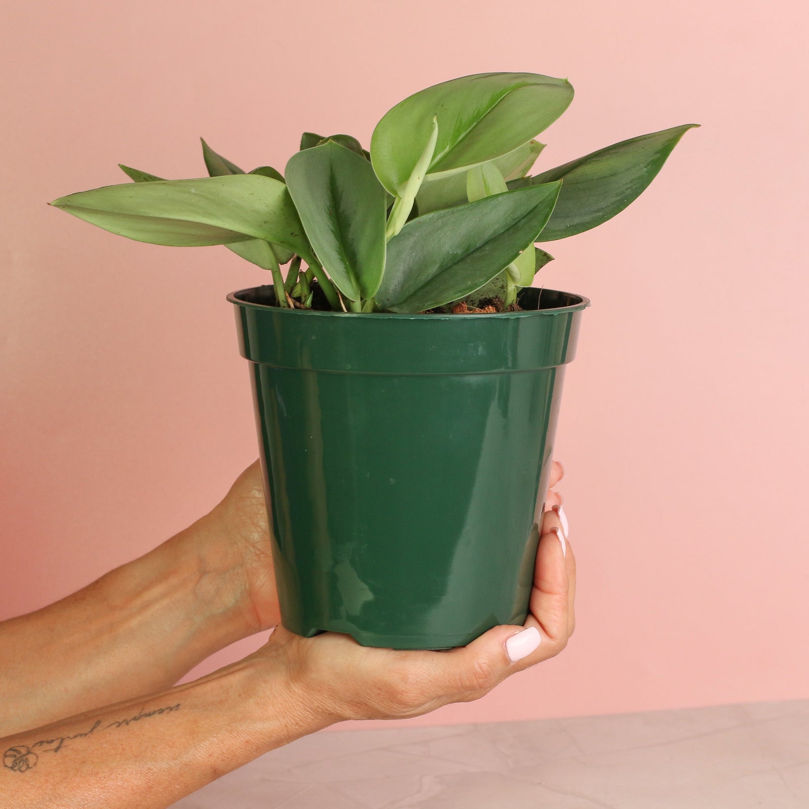 10 Best Air-Purifying Houseplants That Are Also Safe for Cats and Dogs