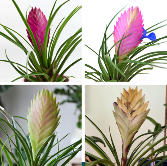 Life Cycle of Pink Quill Air Plant