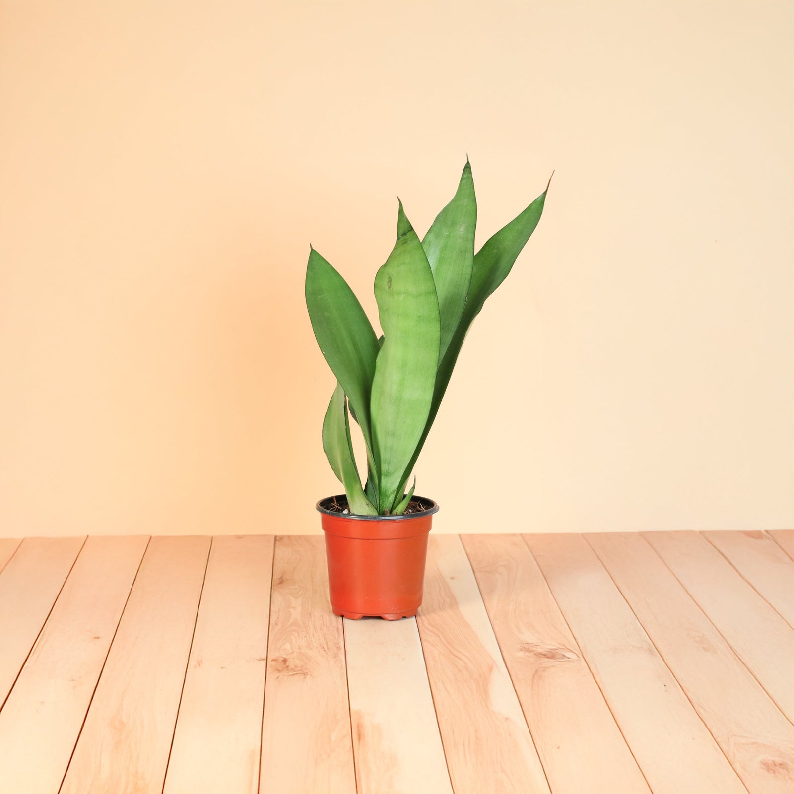🍀 Lucky Leaves & Lunar Glow: Meet the Sansevieria Moonshine 🍀