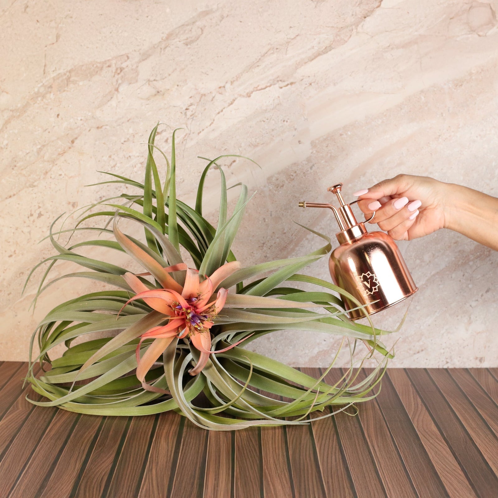 Breathe Easy: Why We’re Wild About Air Plants