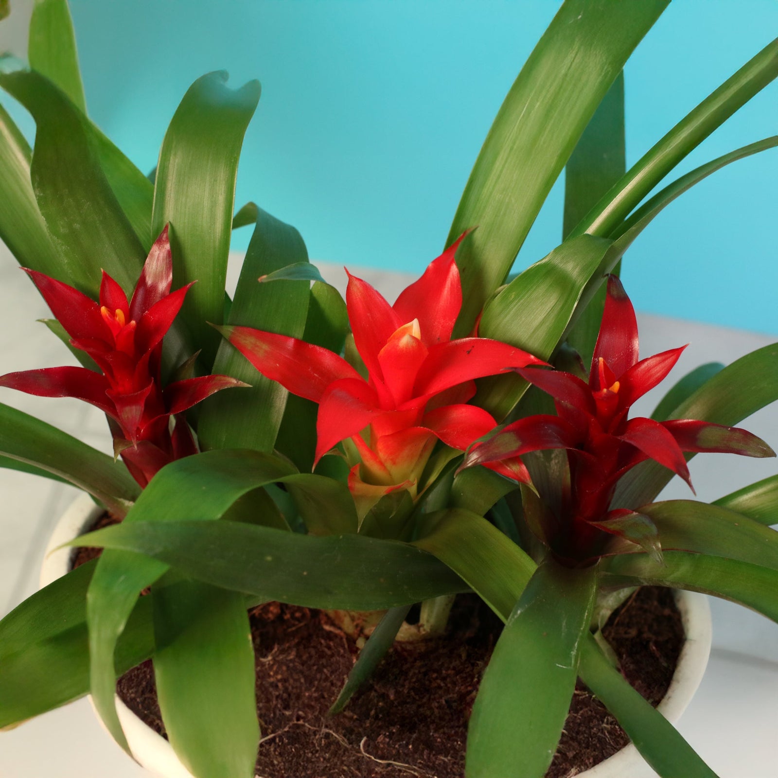Creating the Right Humidity for Tropical Houseplants: Humidifiers, Pebble Trays, and More