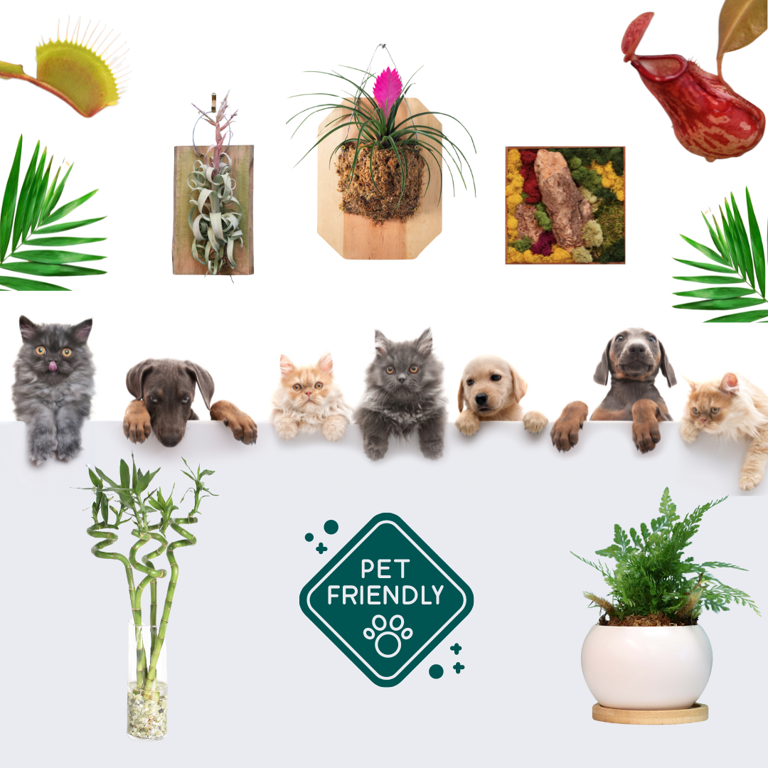 Pet-Friendly Plants for Your Home
