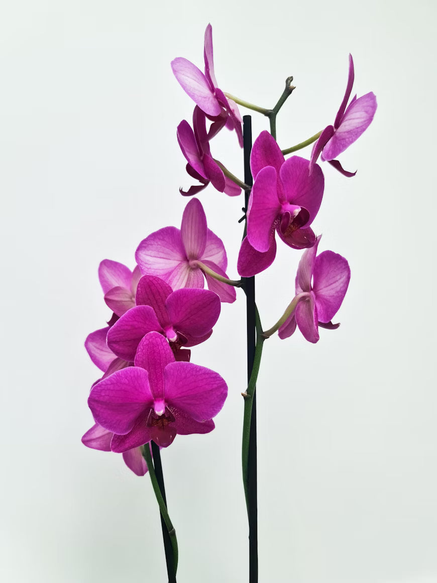 Cool and Collected Air Purifying Plants for Bedrooms and Offices