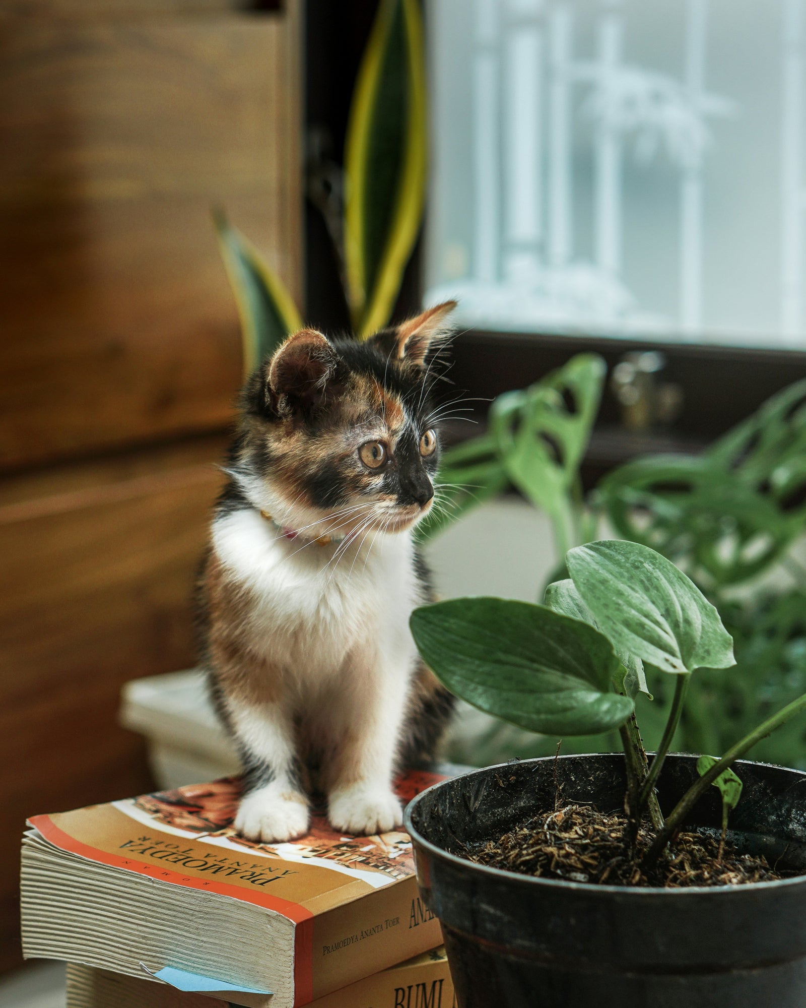 The Complete Guide to Non-Toxic Houseplants for Pet Households