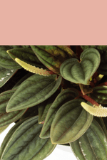 Plant Care Guide for Peperomias | Easy to Grow and Rewarding Houseplants
