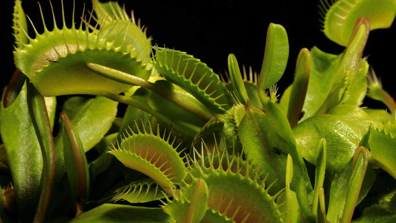 Carnivorous Plants 101: A Beginner's Guide